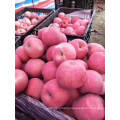 New Crop Fesh Apple Fresh FUJI Apple From China High Quality Whoesale Price